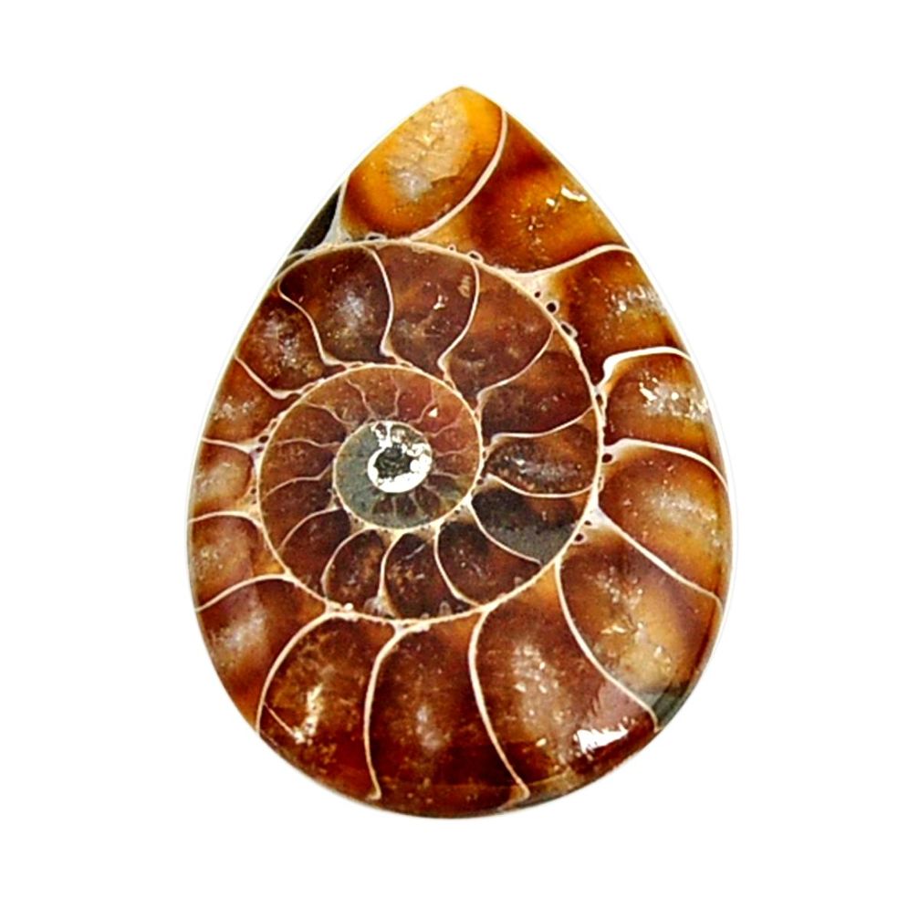  ammonite fossil cabochon 32x21 mm pear loose gemstone s15472