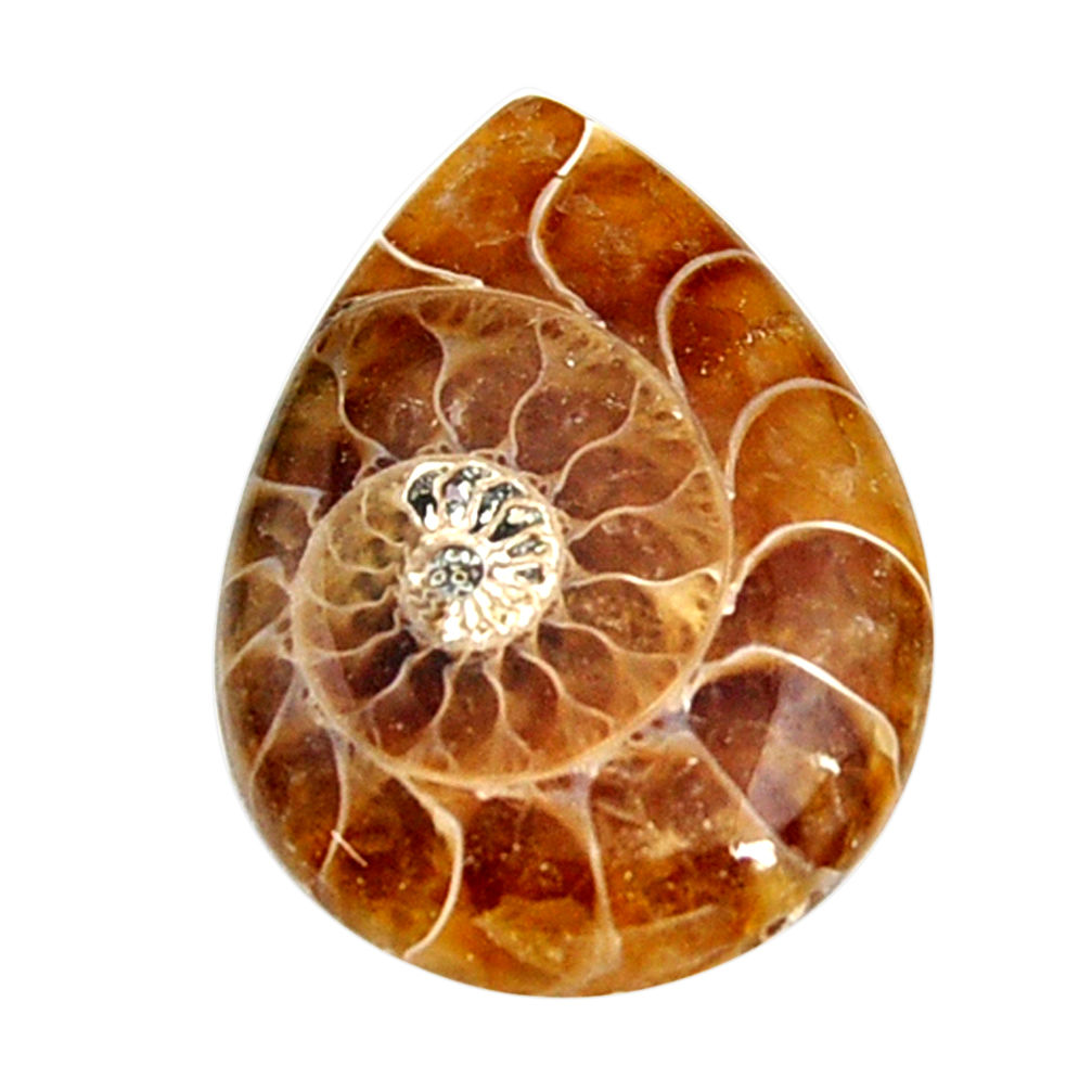  ammonite fossil cabochon 29x21 mm pear loose gemstone s15474