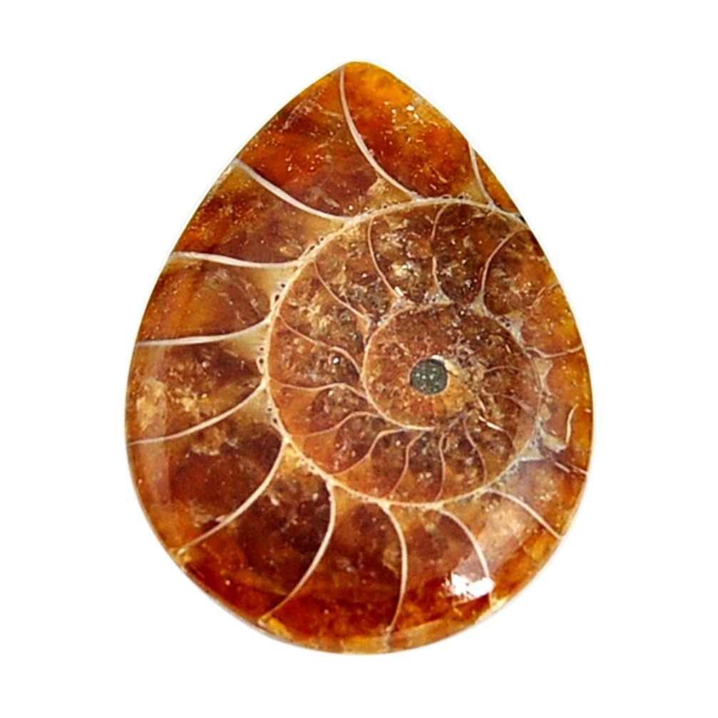  ammonite fossil cabochon 30x22 mm pear loose gemstone s15475