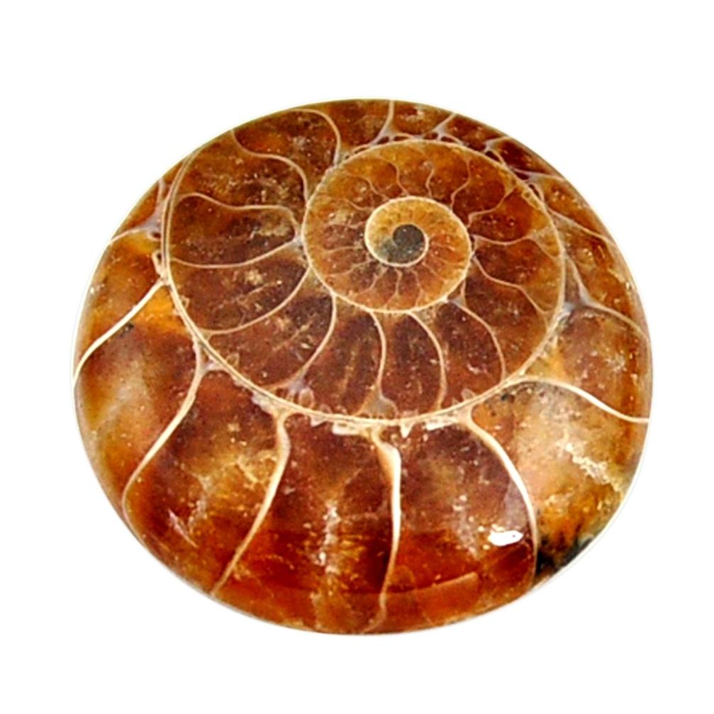  ammonite fossil 22.5x22.5 mm round loose gemstone s15476