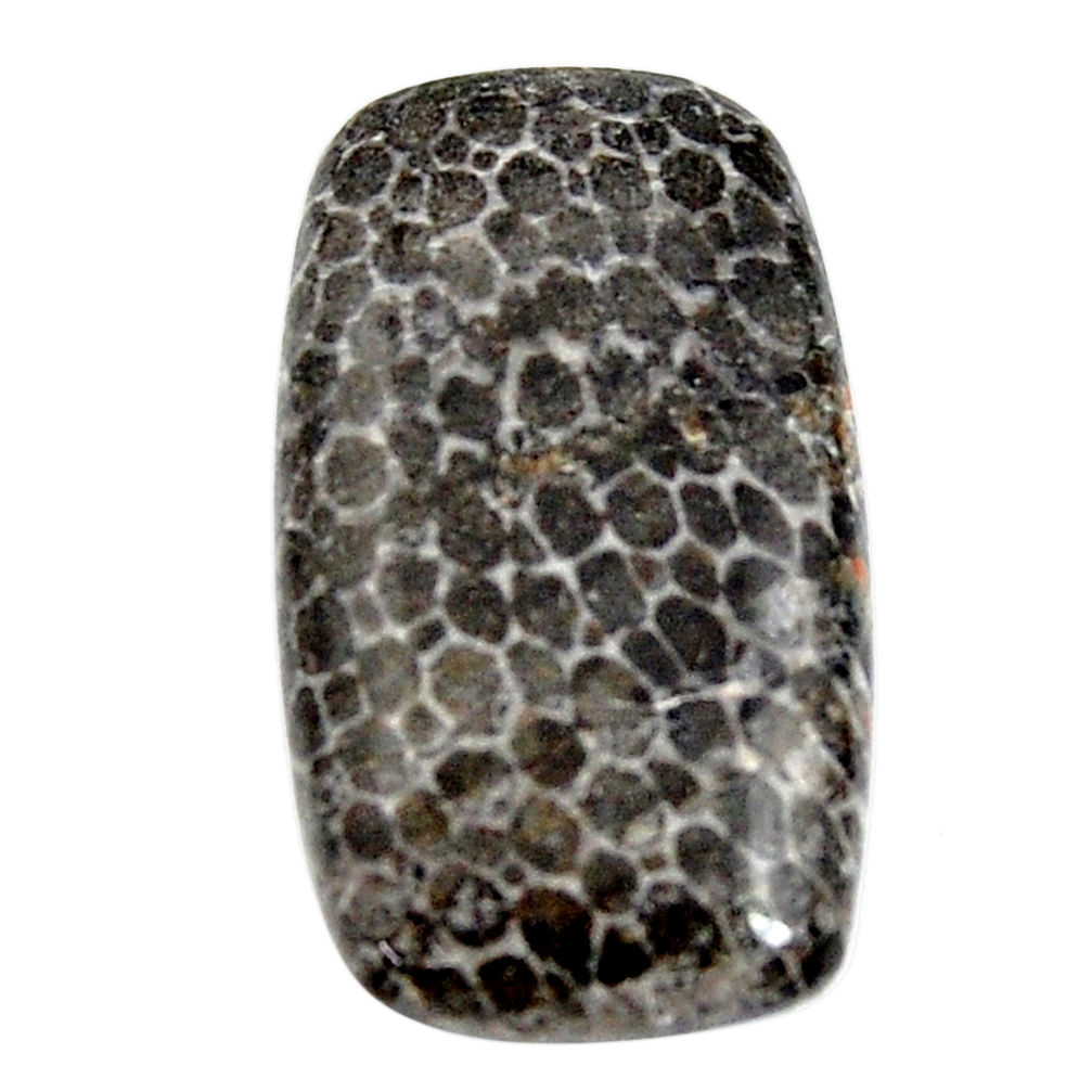  stingray coral from alaska 27x15 mm loose gemstone s15871