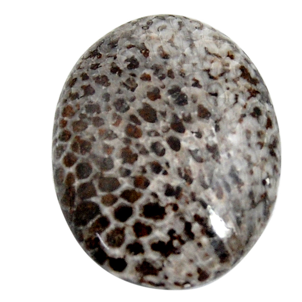  stingray coral from alaska 29x22.5 mm loose gemstone s15873