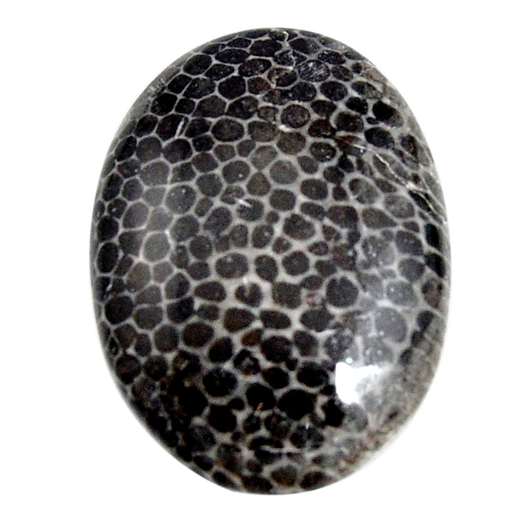  stingray coral from alaska black 28x20 mm loose gemstone s15876