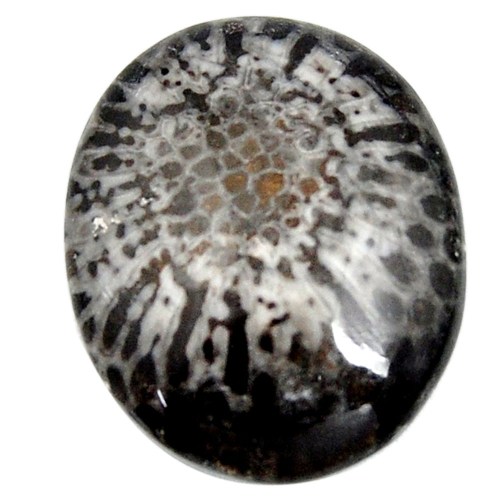  stingray coral from alaska black 26x21 mm loose gemstone s15878