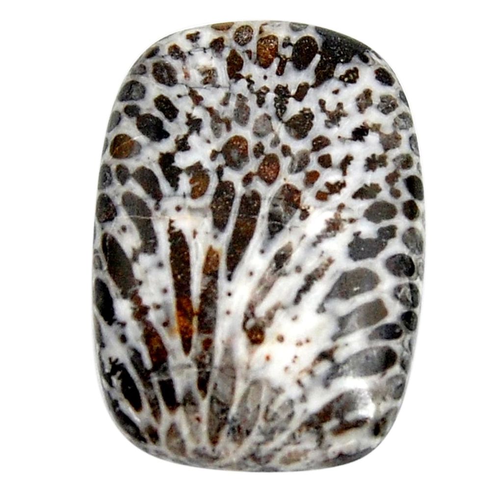  stingray coral from alaska black 28x20 mm loose gemstone s15893