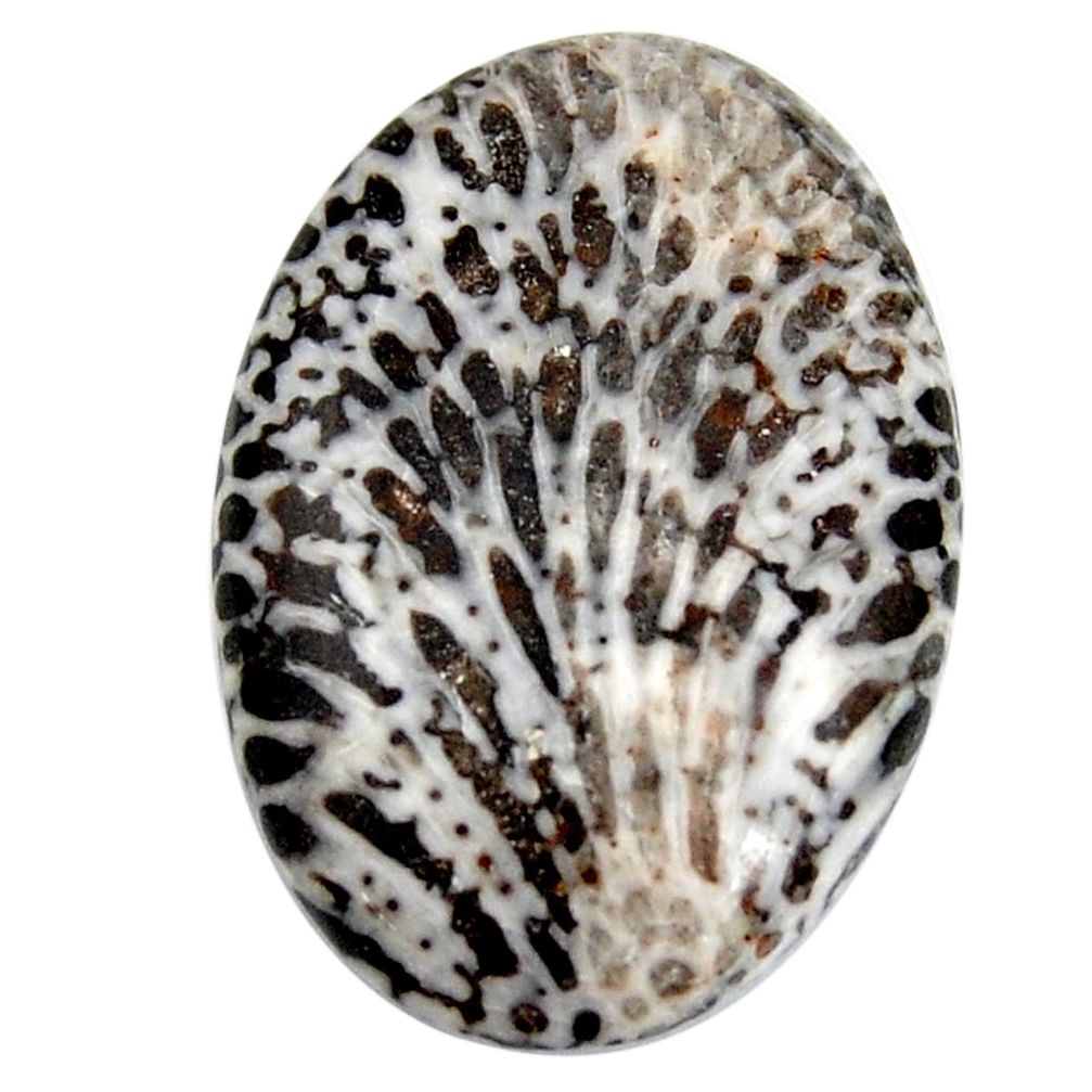  stingray coral from alaska black 32x22 mm loose gemstone s15894