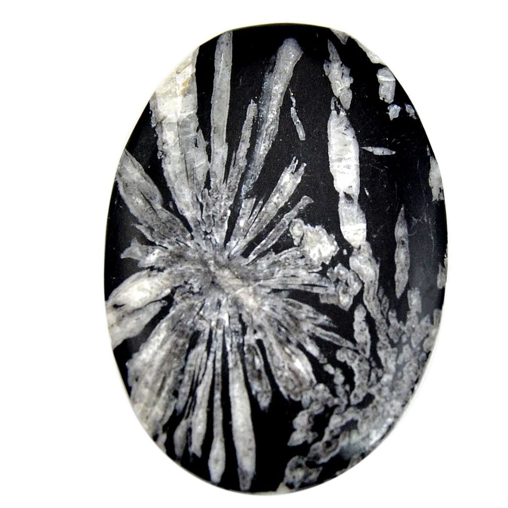  chrysanthemum black cabochon 53x36mm oval loose gemstone s15933