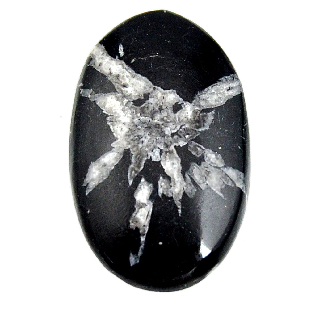  chrysanthemum black cabochon 32.5x20 mm loose gemstone s15948