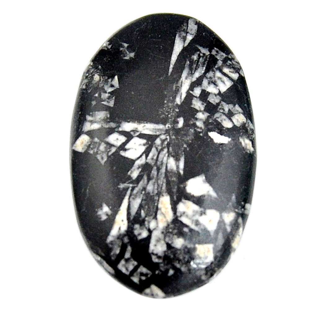  chrysanthemum black cabochon 33x20mm oval loose gemstone s15951