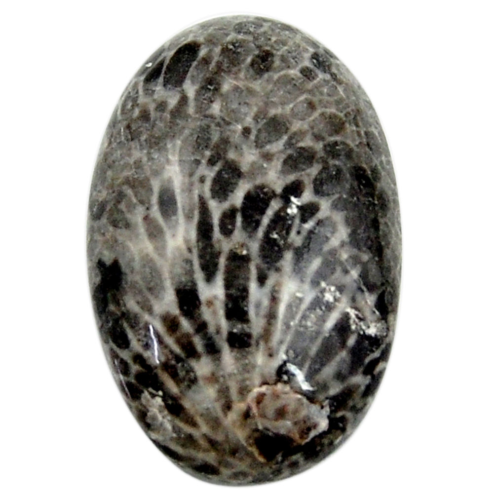 19.30ct stingray coral alaska cabochon 24x15mm oval loose gemstone s18776