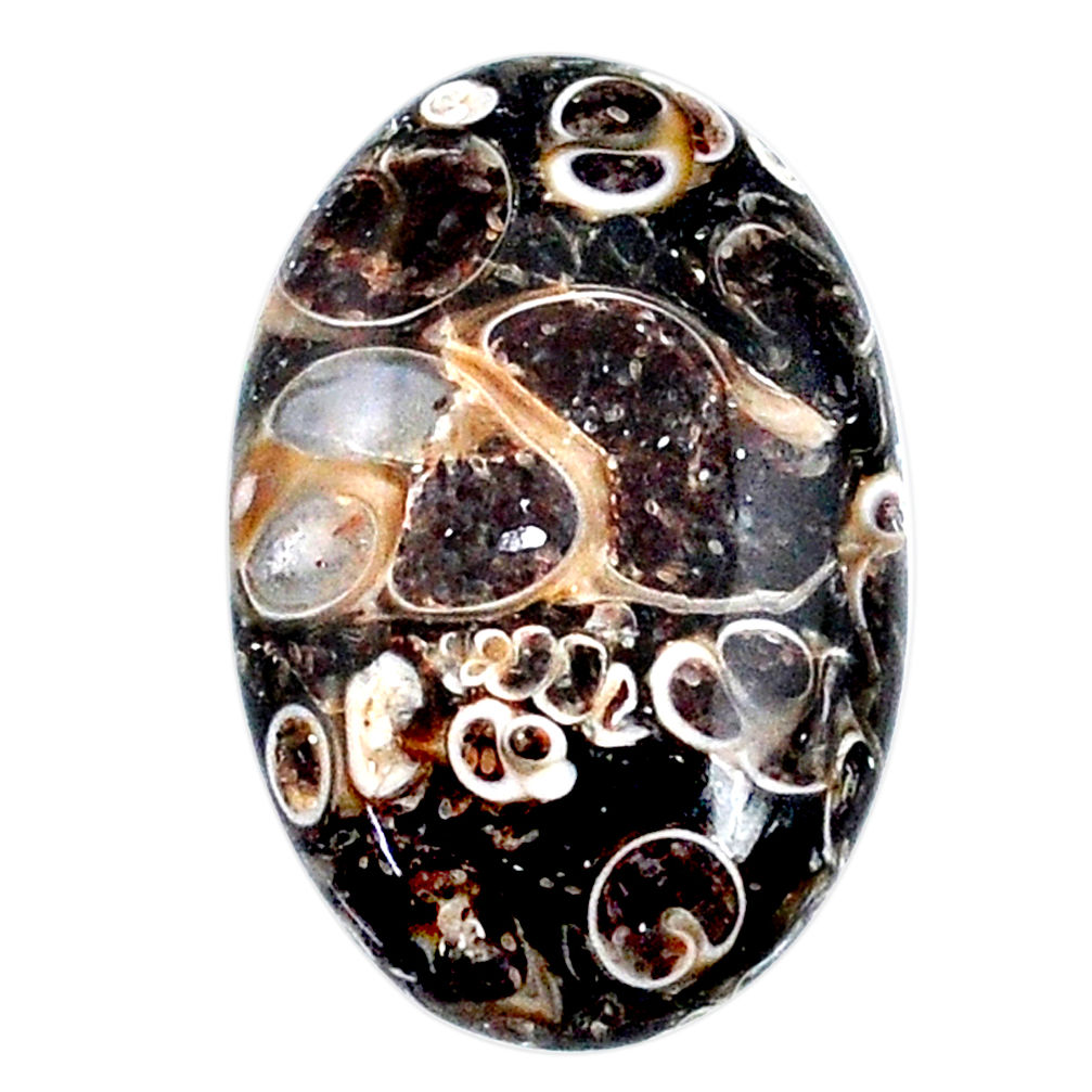 Natural 23.45ct turritella fossil snail agate 27x17mm oval loose gemstone s21147