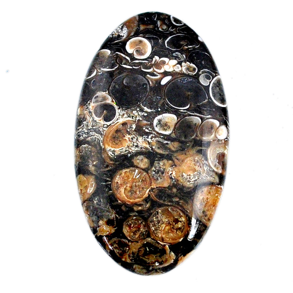 Natural 34.35ct turritella fossil snail agate 39x22mm oval loose gemstone s21159