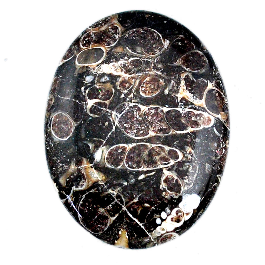 Natural 51.20ct turritella fossil snail agate 41x30mm oval loose gemstone s21158