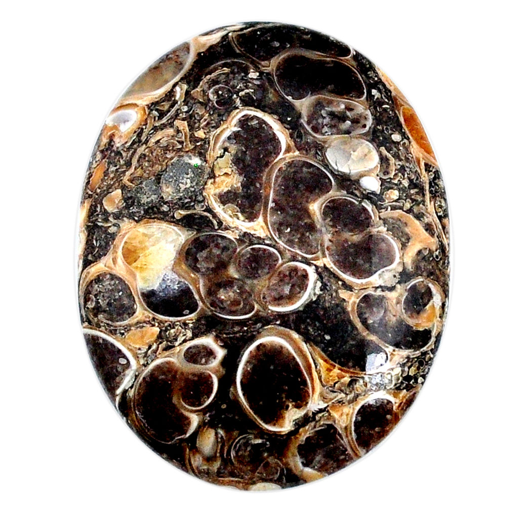 Natural 51.25ct turritella fossil snail agate 38x29mm oval loose gemstone s21156