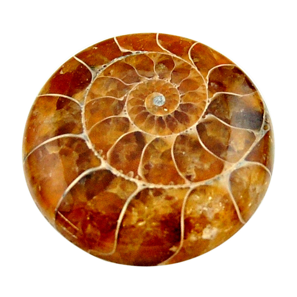 Natural 19.45cts ammonite fossil brown cabochon 21x21 mm loose gemstone s17672