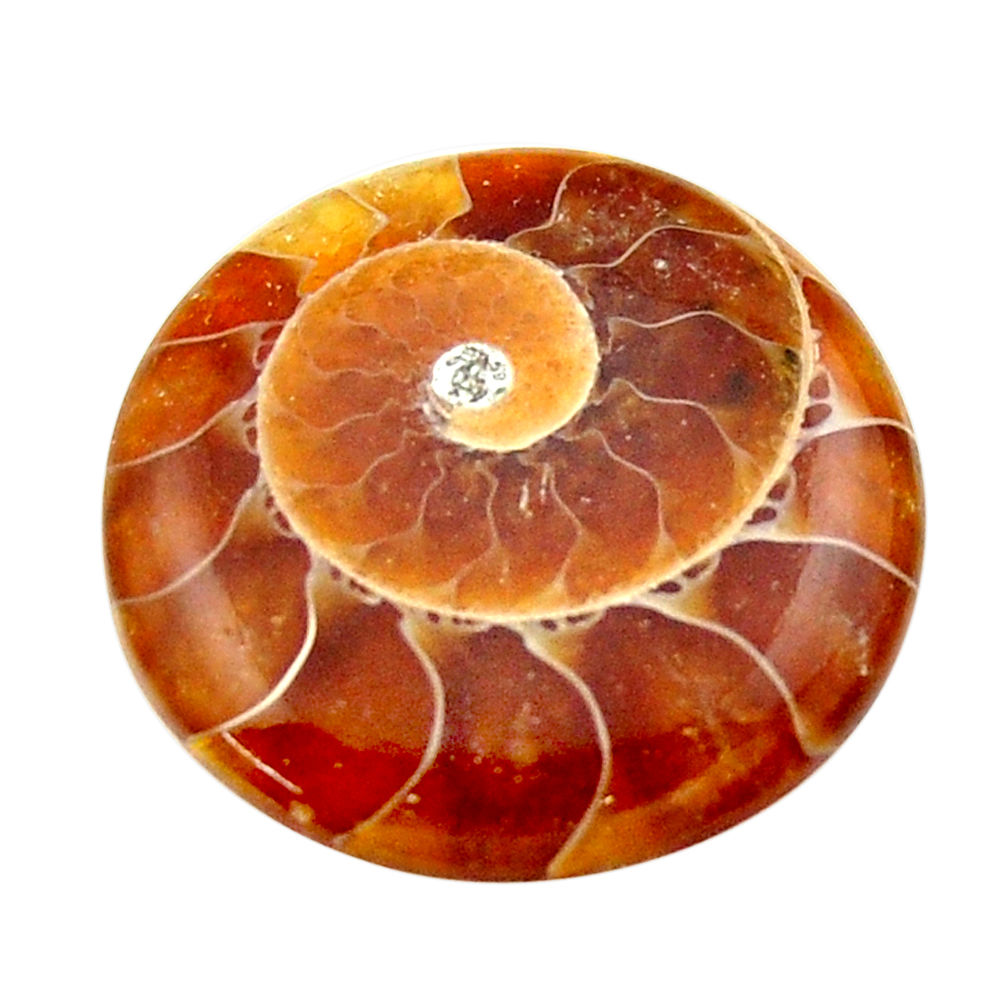 Natural 13.10cts ammonite fossil brown cabochon 21x21 mm loose gemstone s17676