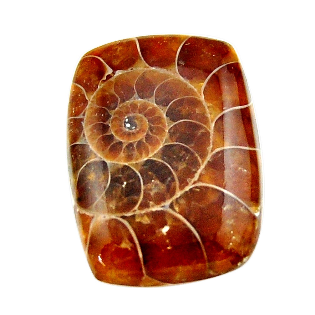 Natural 15.30cts ammonite fossil brown cabochon 22.5x16 mm loose gemstone s17670