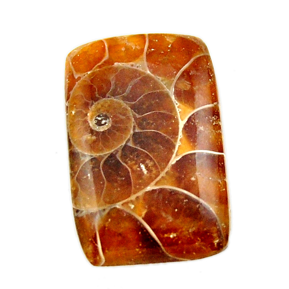 Natural 13.20cts ammonite fossil brown cabochon 22x14 mm loose gemstone s17662