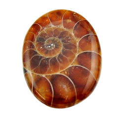 Natural 10.30cts ammonite fossil brown cabochon 22x16 mm loose gemstone s17674