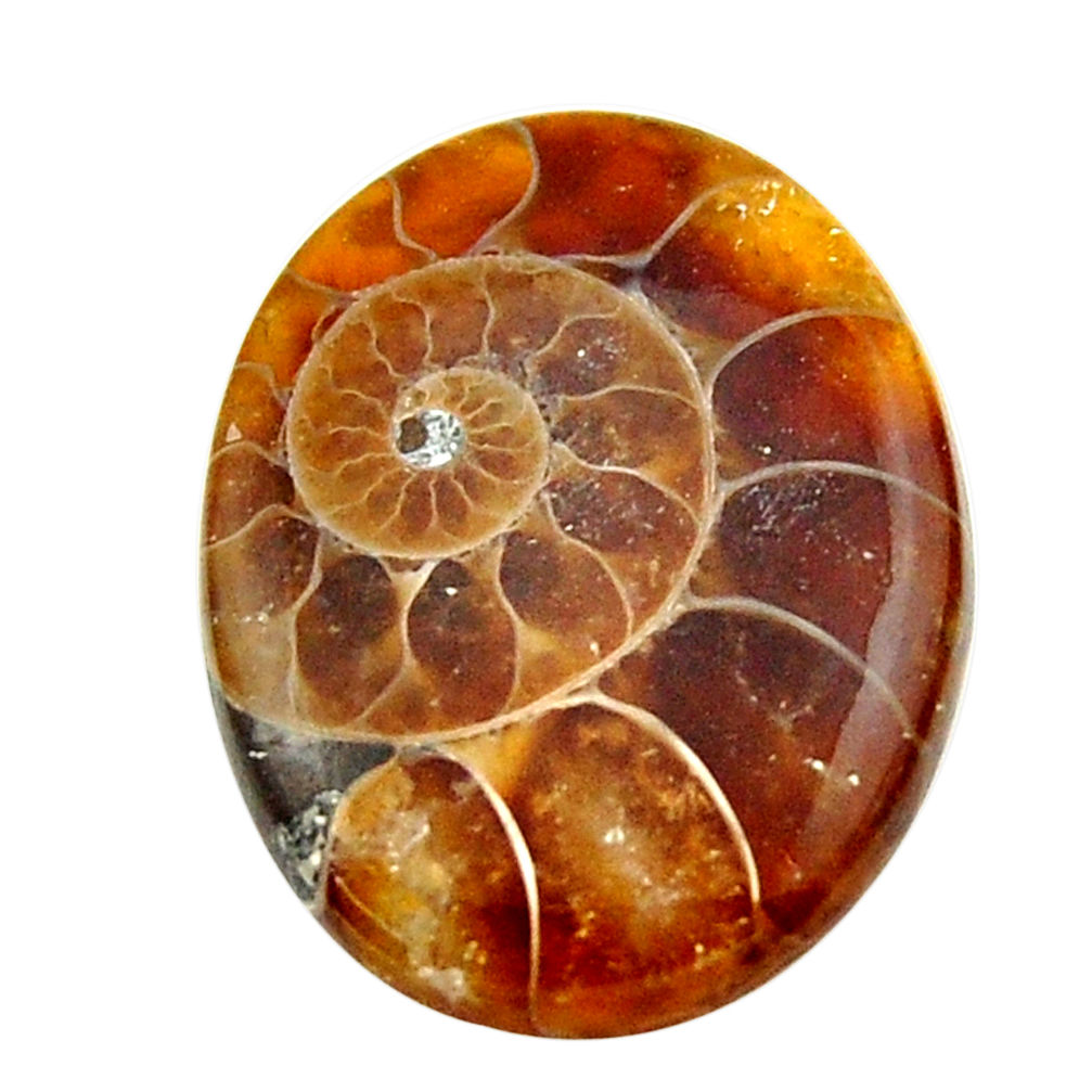 Natural 12.40cts ammonite fossil brown cabochon 22x17 mm loose gemstone s17669