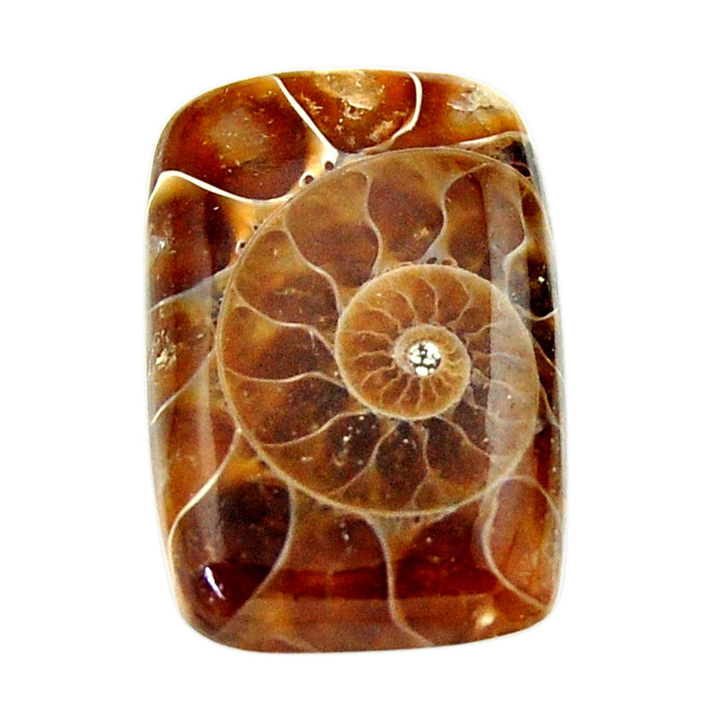 Natural 17.40cts ammonite fossil brown cabochon 23.5x15 mm loose gemstone s17661