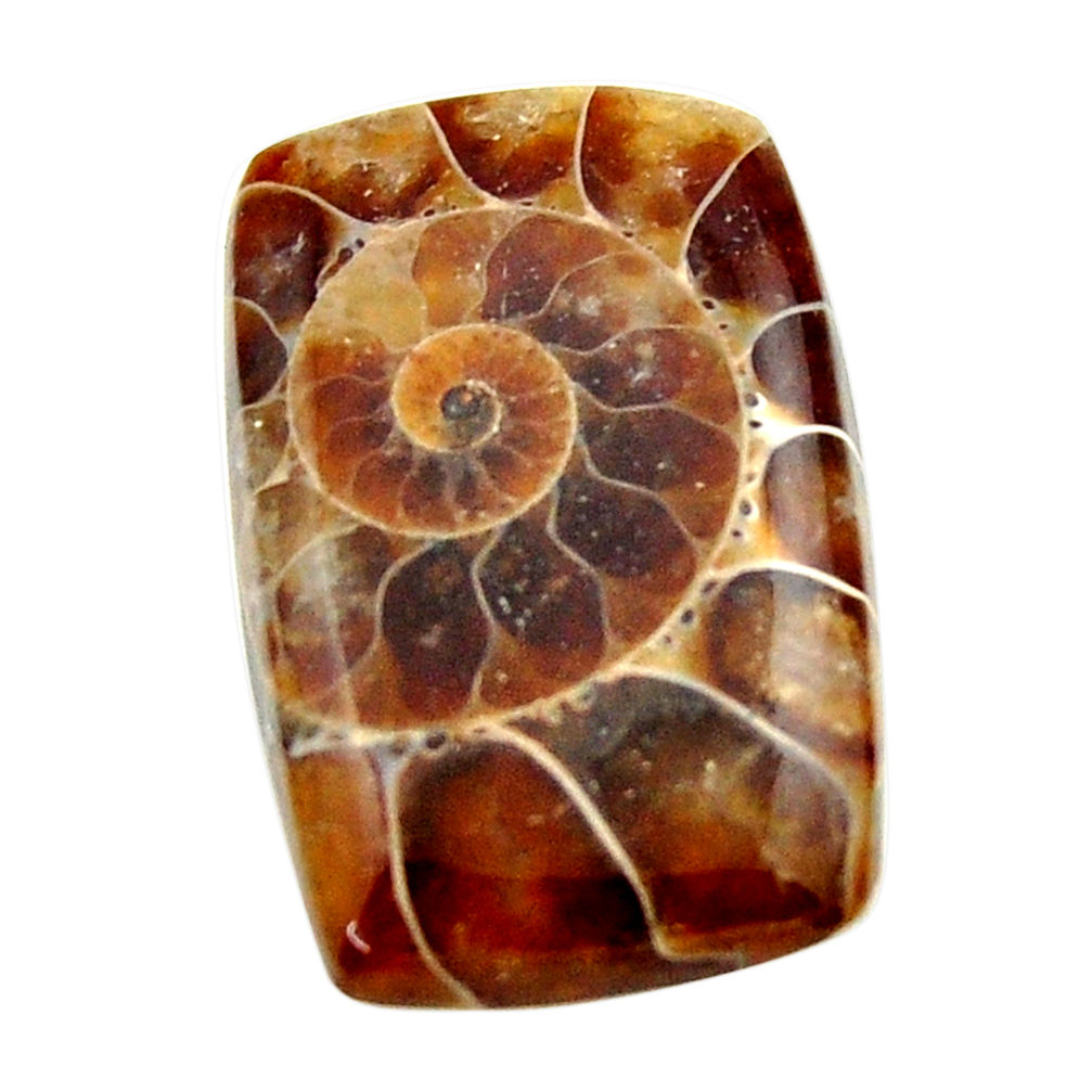 Natural 16.30cts ammonite fossil brown cabochon 23x15 mm loose gemstone s17675