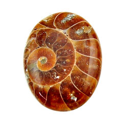 Natural 18.35cts ammonite fossil brown cabochon 24x18 mm loose gemstone s17664