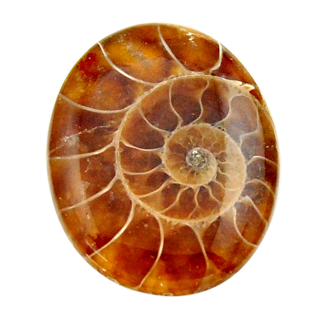 Natural 17.40cts ammonite fossil brown cabochon 24x18.5 mm loose gemstone s17663