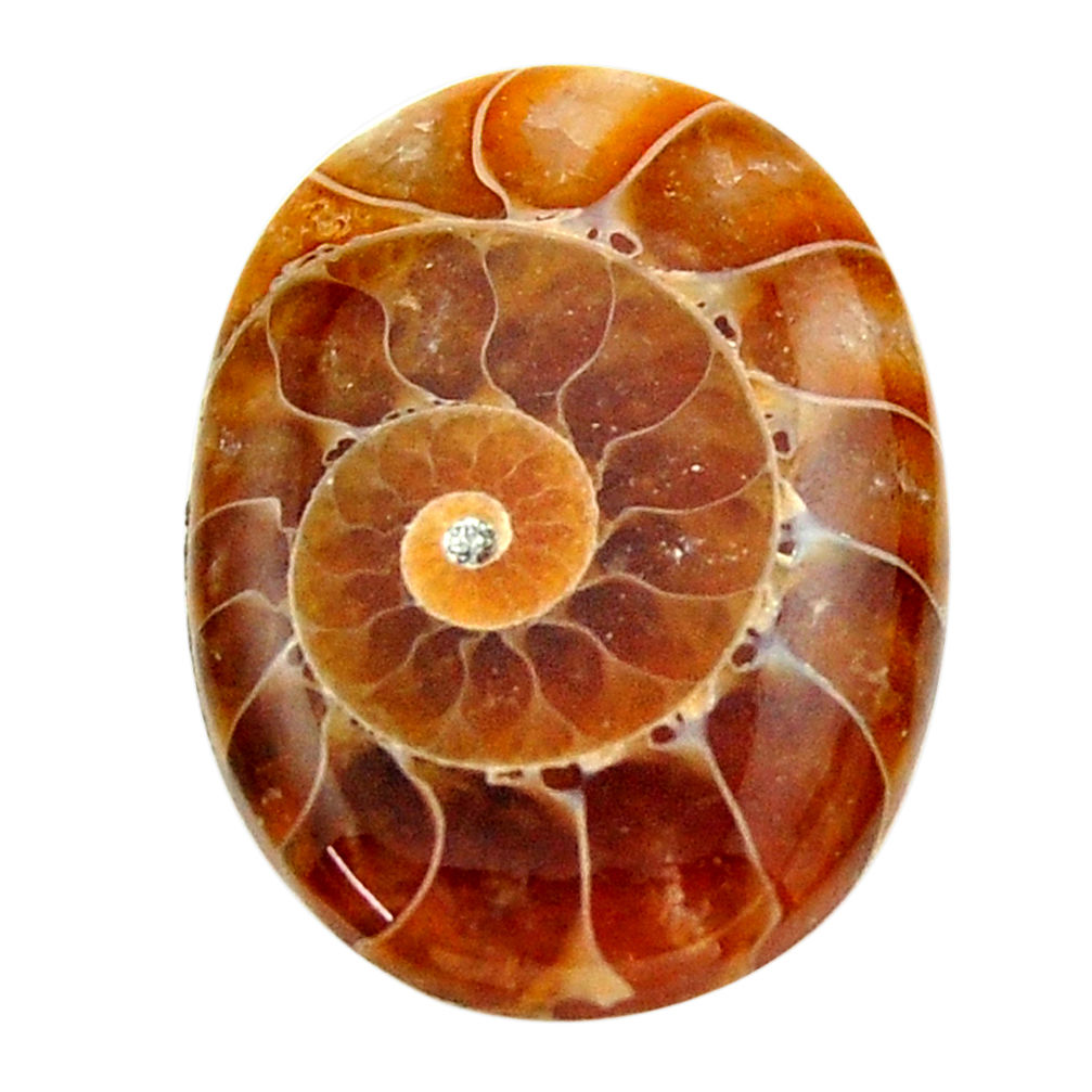 Natural 17.40cts ammonite fossil brown cabochon 25x18 mm loose gemstone s17668