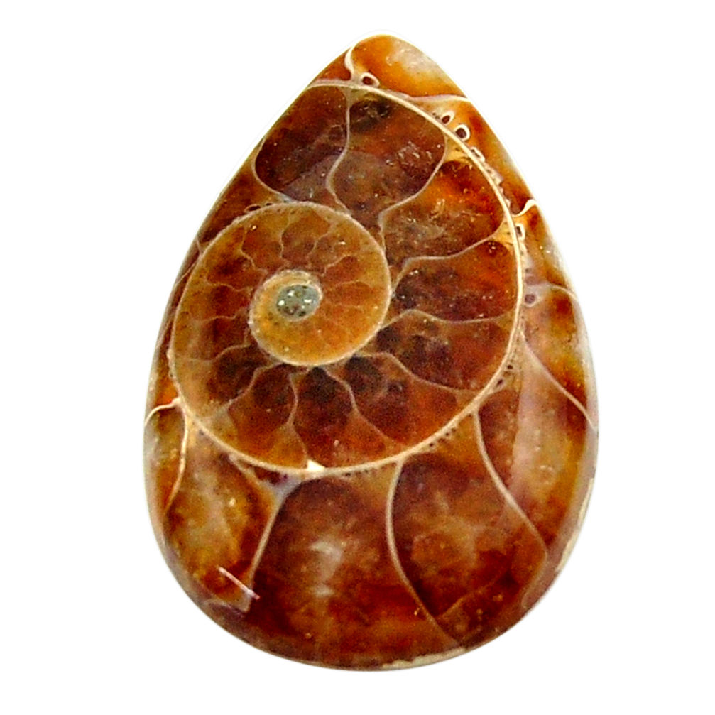 Natural 17.40cts ammonite fossil brown cabochon 26.5x17 mm loose gemstone s17671