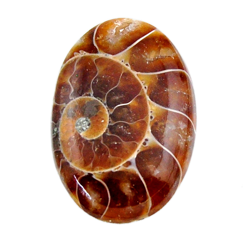 Natural 18.10cts ammonite fossil brown cabochon 26x17 mm loose gemstone s19232