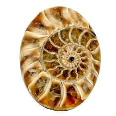Natural 20.15cts ammonite fossil brown cabochon 27x19 mm loose gemstone s24975