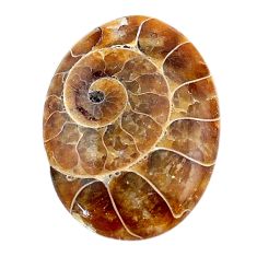 Natural 21.45cts ammonite fossil brown cabochon 28x20 mm loose gemstone s24966