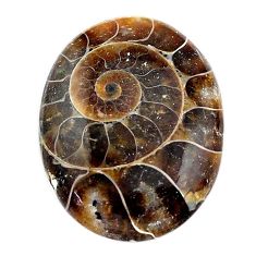 Natural 31.30cts ammonite fossil brown cabochon 30x22.5 mm loose gemstone s24962