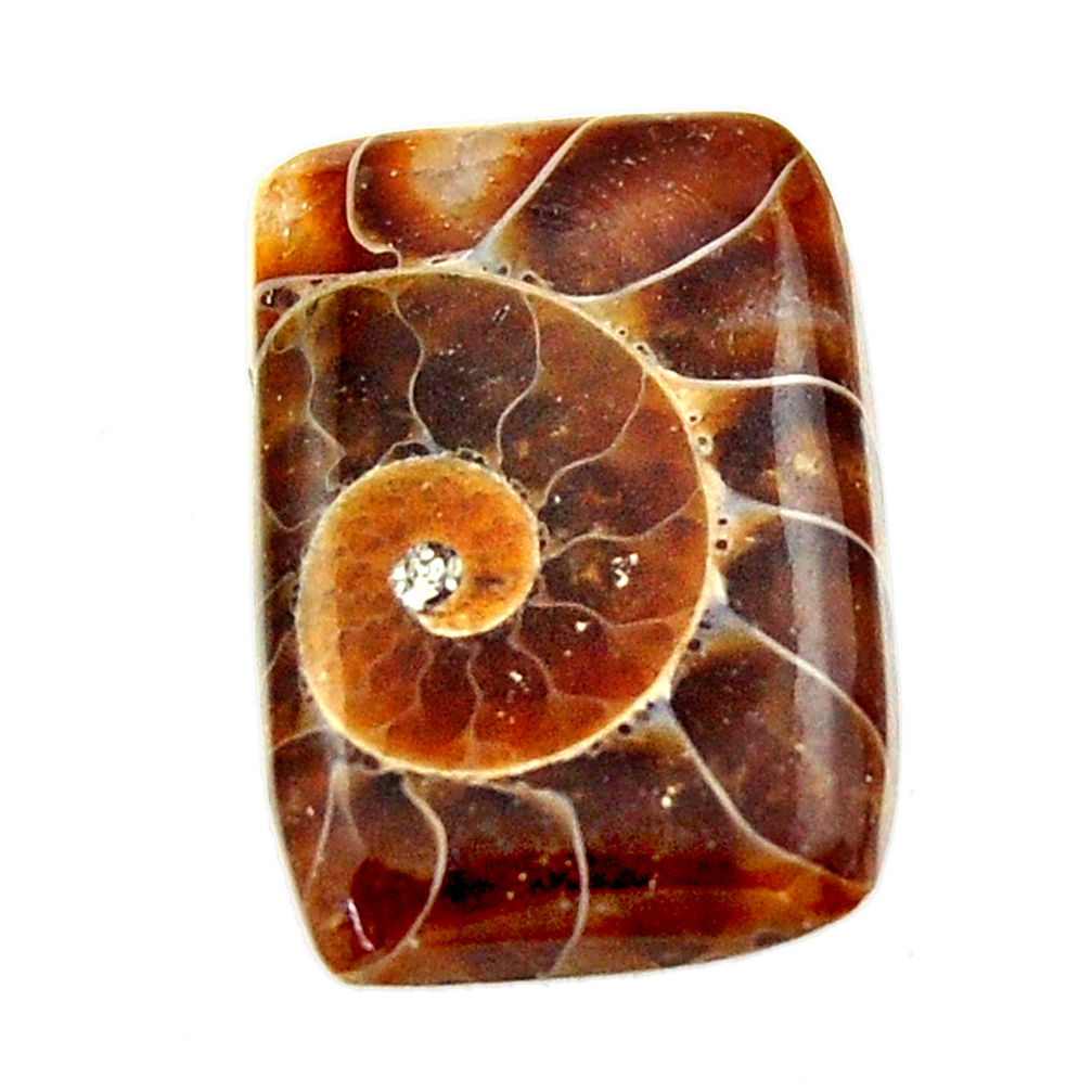 Natural 13.45cts ammonite fossil brown cabochon 31.5x15 mm loose gemstone s17673