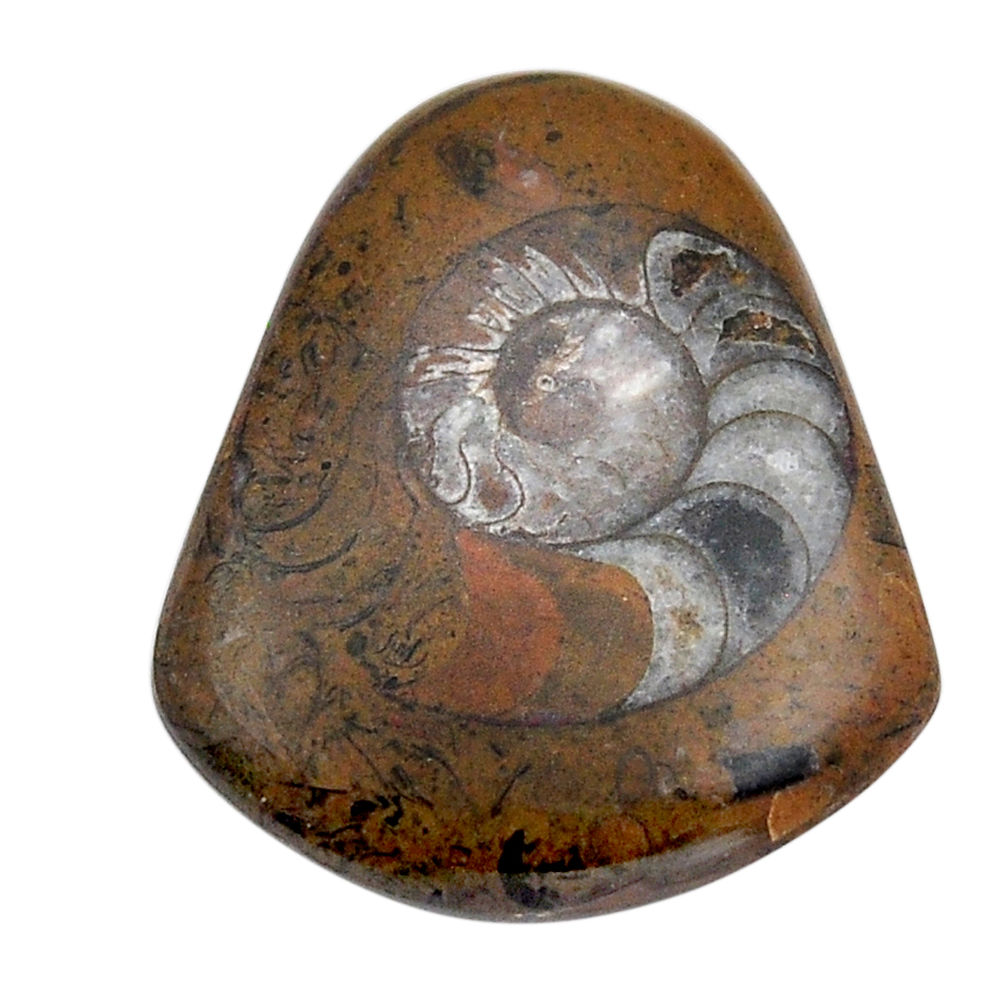 Natural 39.15cts ammonite fossil brown cabochon 35x30 mm loose gemstone s29846
