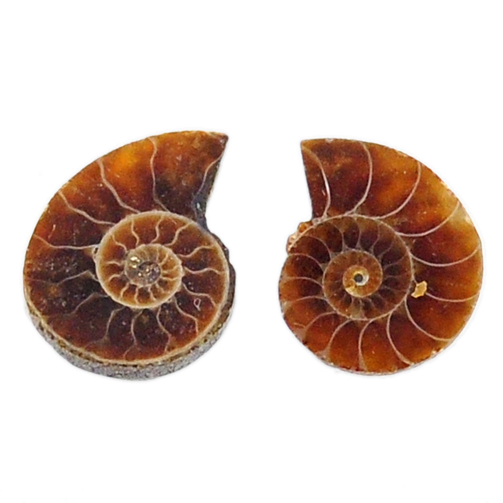 Natural 6.30cts ammonite fossil cabochon 12.5x10 mm pair loose gemstone s19088