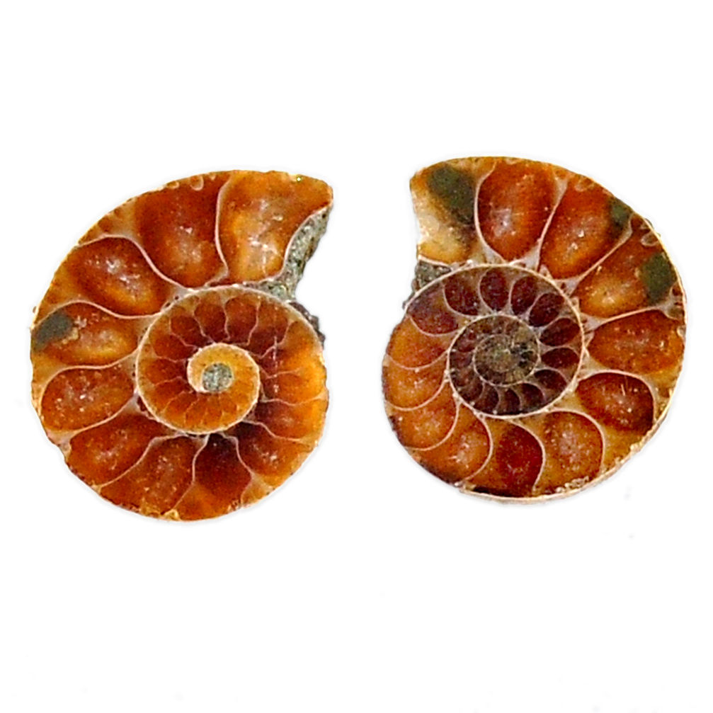 Natural 8.25cts ammonite fossil cabochon 15x12 mm pair loose gemstone s19081