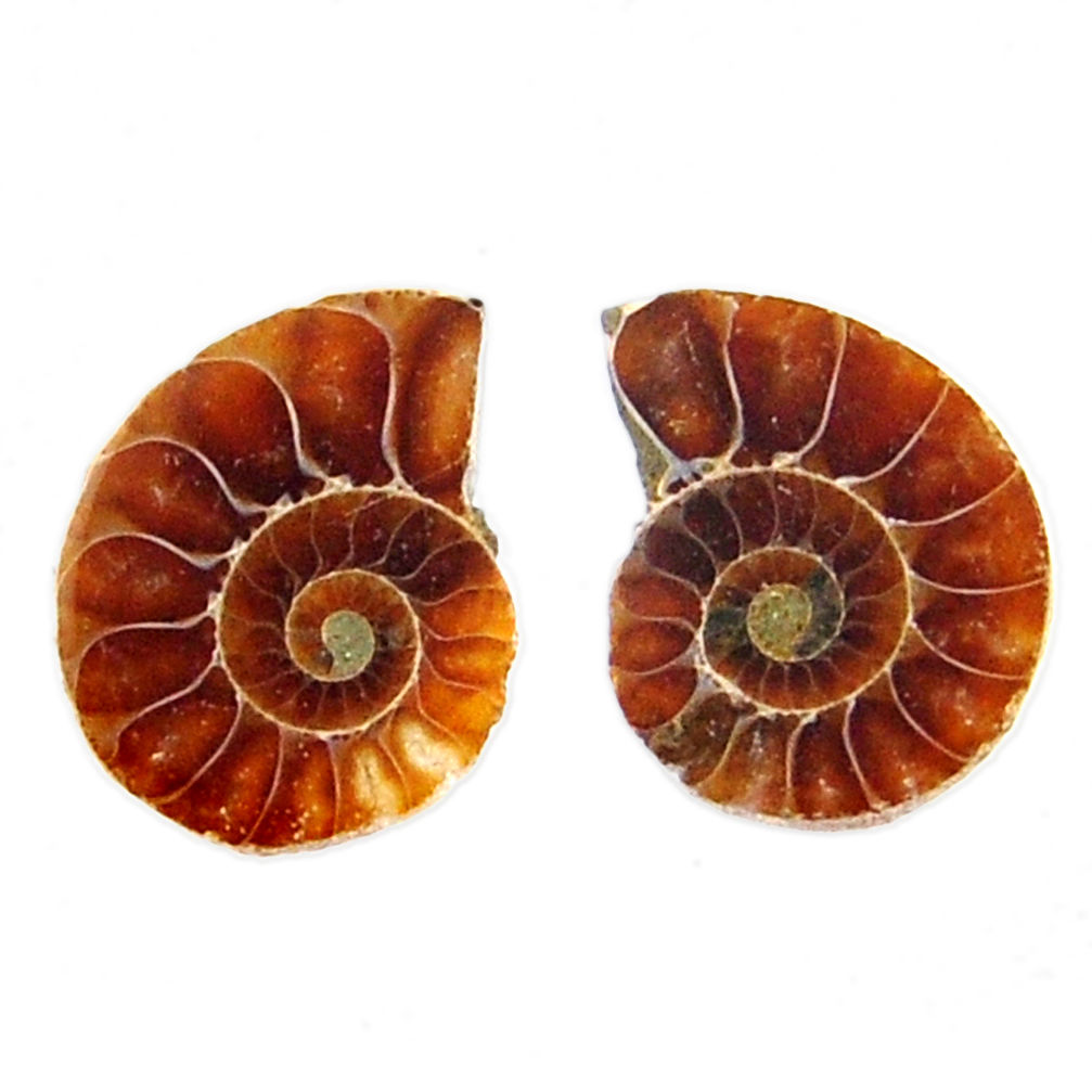 Natural 7.40cts ammonite fossil cabochon 15x12 mm pair loose gemstone s19082