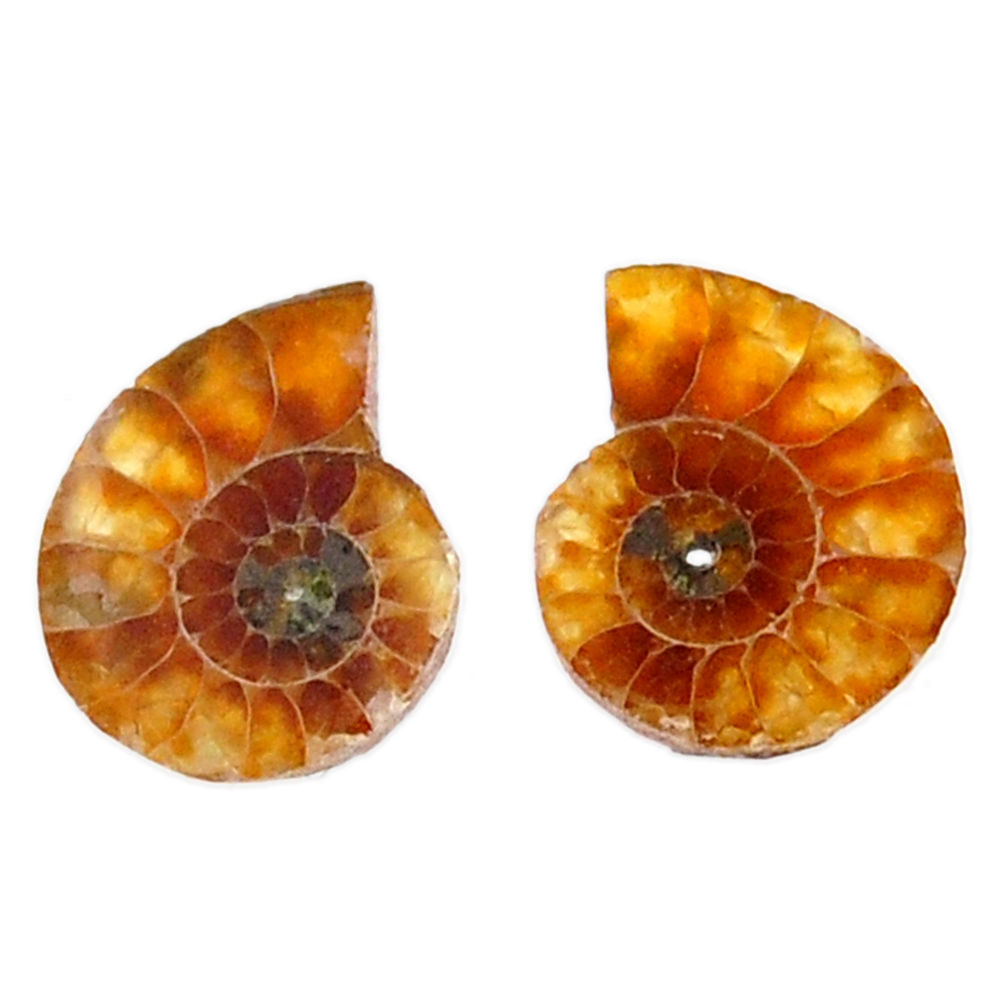 Natural 5.15cts ammonite fossil cabochon 15x12 mm pair loose gemstone s19083