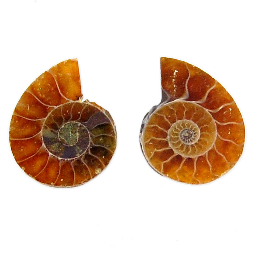 Natural 6.35cts ammonite fossil cabochon 15x12 mm pair loose gemstone s19086