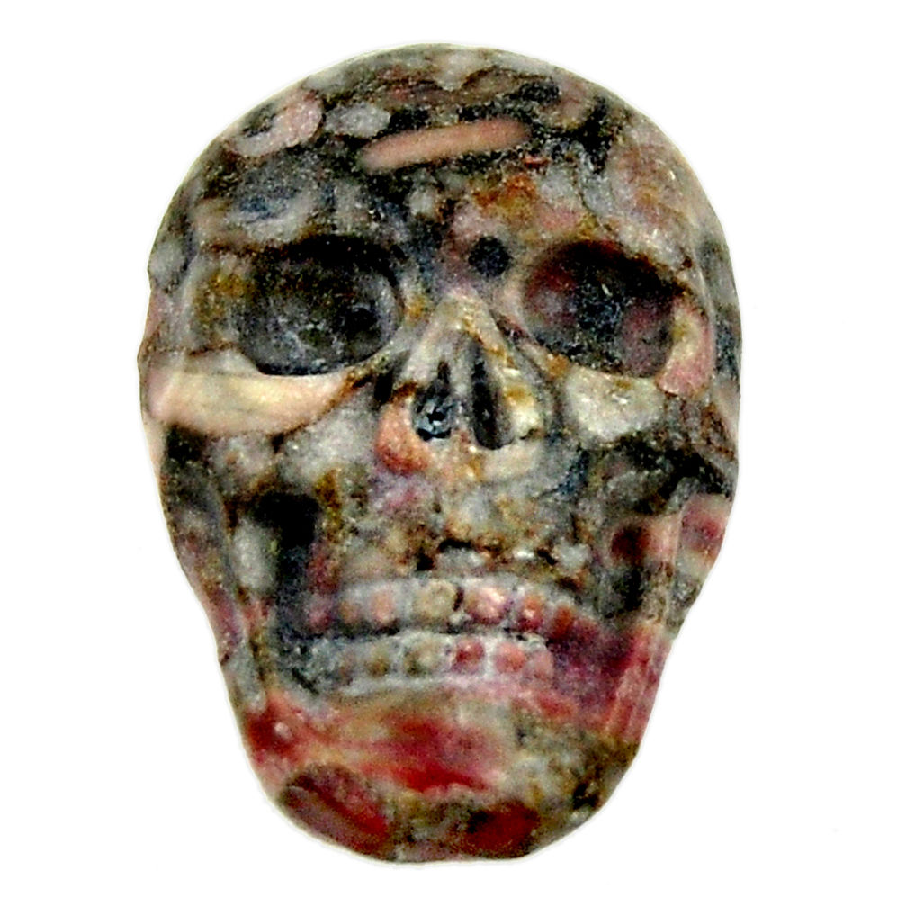 Natural 14.30cts crinoid fossil black 22.5x15.5 mm skull loose gemstone s18072