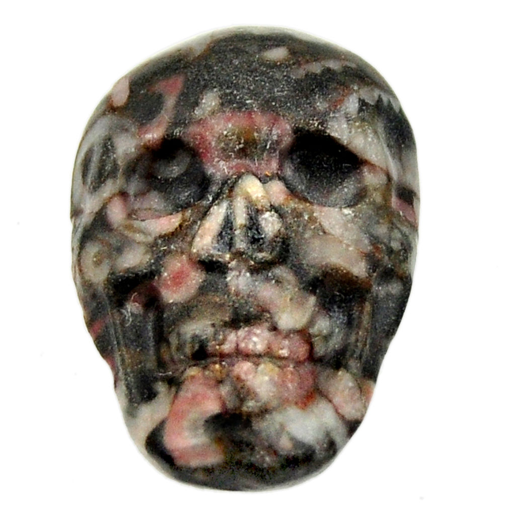 Natural 14.20cts crinoid fossil black 23x15.5 mm skull loose gemstone s18078
