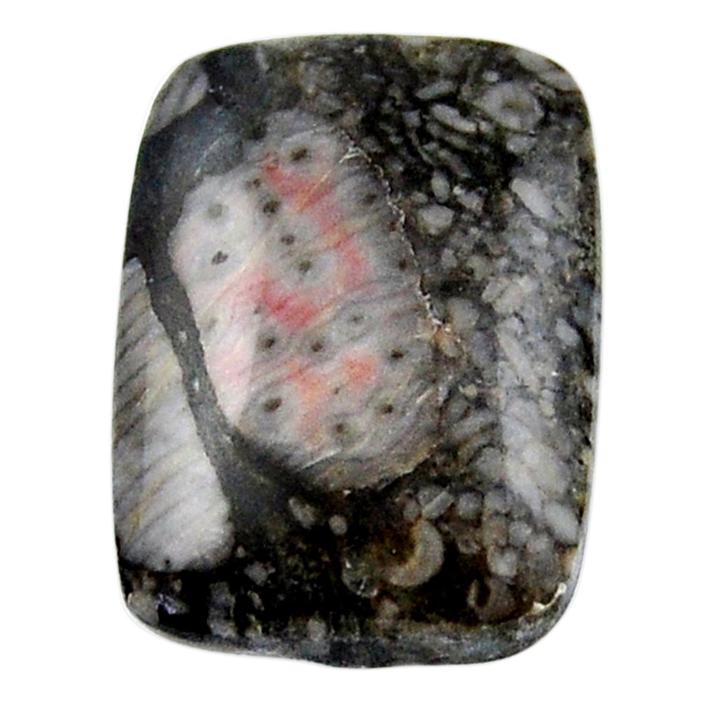 Natural 24.45cts crinoid fossil black cabochon 25x18 mm loose gemstone s19061