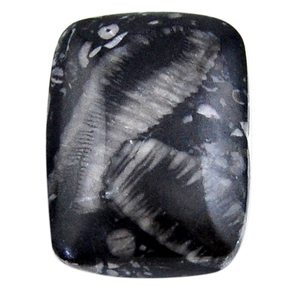 Natural 24.45cts crinoid fossil black cabochon 25x18 mm loose gemstone s19065