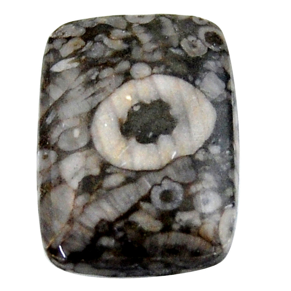 Natural 24.35cts crinoid fossil black cabochon 25x18 mm loose gemstone s19073