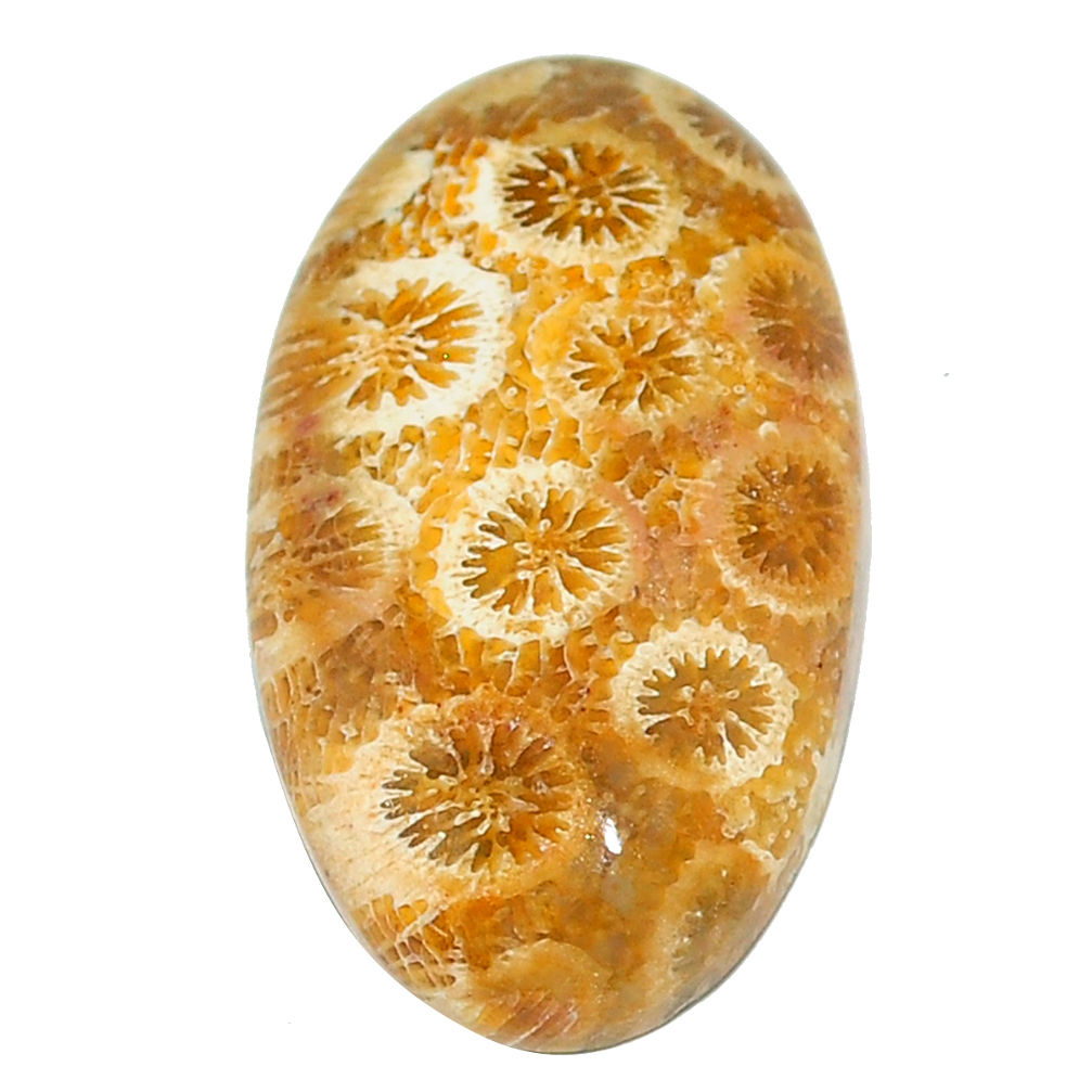 Natural 24.35cts fossil coral petoskey stone 23x23 mm oval loose gemstone s22937