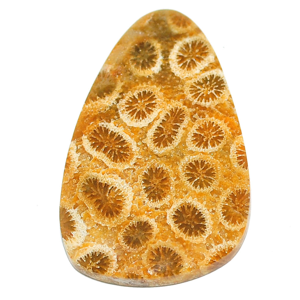 Natural 24.15cts fossil coral petoskey stone 35x21 mm loose gemstone s22929