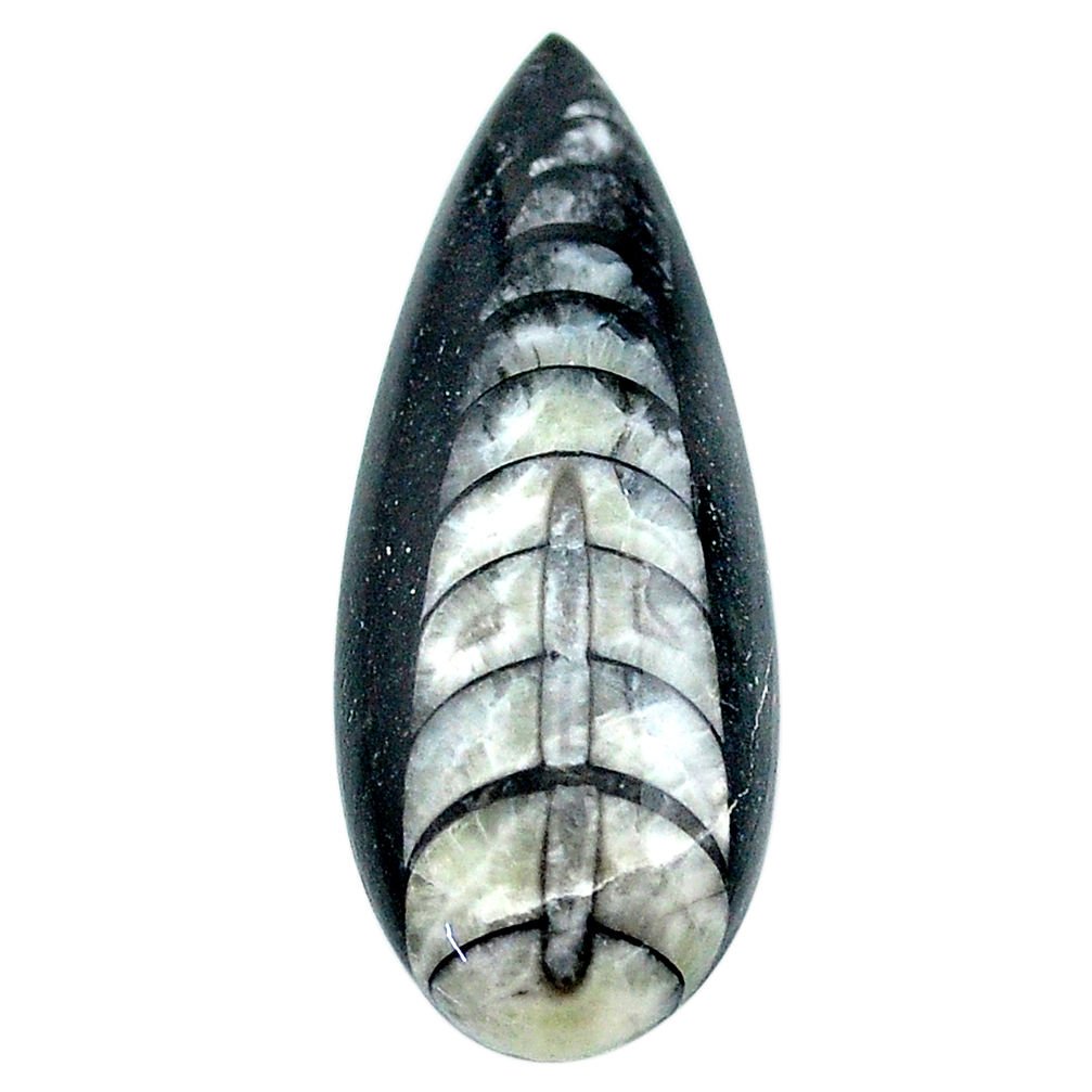 Natural 24.45cts orthoceras black cabochon 36x14 mm pear loose gemstone s23285