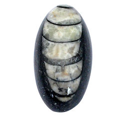Natural 10.30cts orthoceras grey cabochon 21.5x11 mm oval loose gemstone s28451